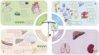 Systemic toxicity of CAR-T therapy and potential monitoring indicators for toxicity prevention